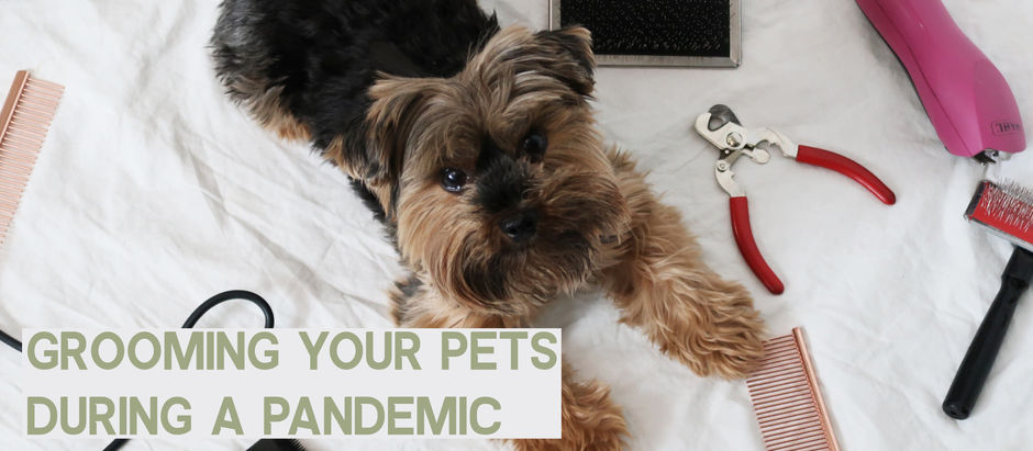 Grooming Your Pets During a Pandemic