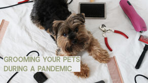 Grooming Your Pets During a Pandemic